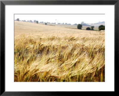 Field Of Wheat In Summer, West Berkshire, Uk by Philip Tull Pricing Limited Edition Print image