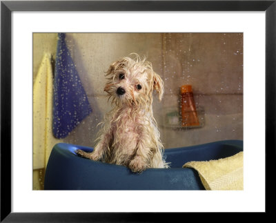 Little Wet Maltese In Bath Tub by Henryk T. Kaiser Pricing Limited Edition Print image