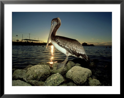 Brown Pelican, Baja California, Mexico by Tobias Bernhard Pricing Limited Edition Print image