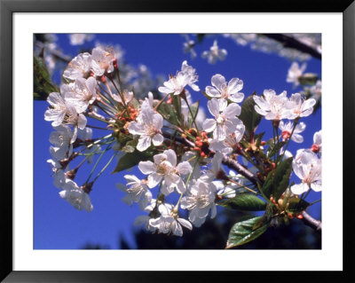 Close-Up Of Cherry Blossom Branch by Donald Higgs Pricing Limited Edition Print image