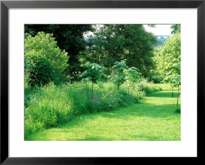 Wild Garden With Young Large Leaf Lime Tree Planted Amongst Long Grass And Wildflowers by Lynn Keddie Pricing Limited Edition Print image