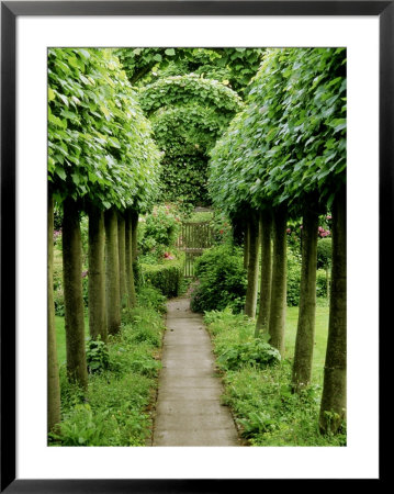 Pleached Lime Trees Either Side Of Pathway Leading To Gate, At Alderley Grange, Gloucestershire by Mark Bolton Pricing Limited Edition Print image