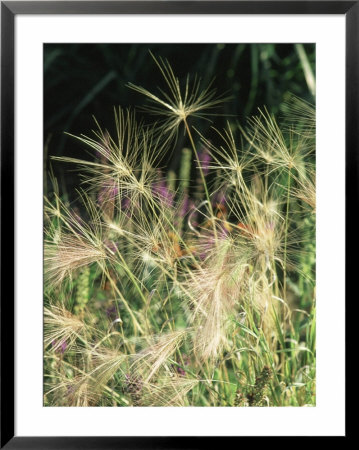 Hordeum Jubatum (Grass Seed Head) September by Mark Bolton Pricing Limited Edition Print image