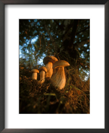 Mushroom, Boletus, Borowiki by Henryk T. Kaiser Pricing Limited Edition Print image