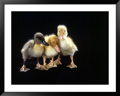 Three Baby Ducks Standing by Martin Folb Pricing Limited Edition Print image