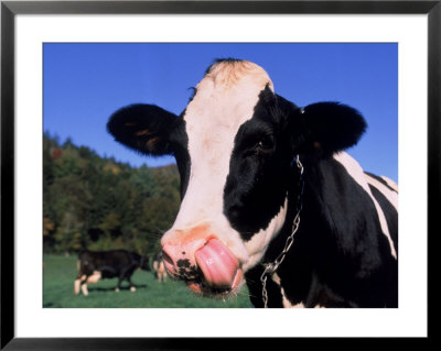 Holstein Cow Sticking Its Tongue Out by Lynn M. Stone Pricing Limited Edition Print image