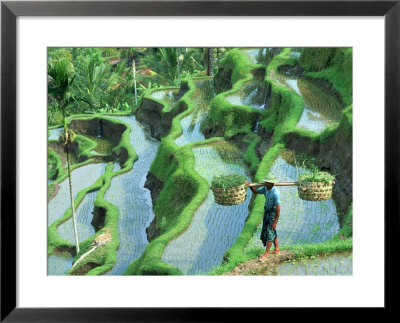 Man In Rice Paddies, Bali, Indonesia by Peter Adams Pricing Limited Edition Print image