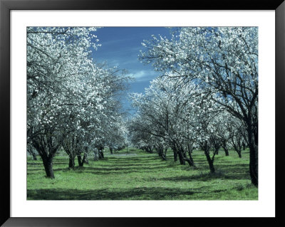 Almond Grove In Bloom by Mick Roessler Pricing Limited Edition Print image