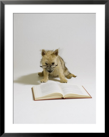 Cairn Terrier, 4 Months Old by David M. Dennis Pricing Limited Edition Print image