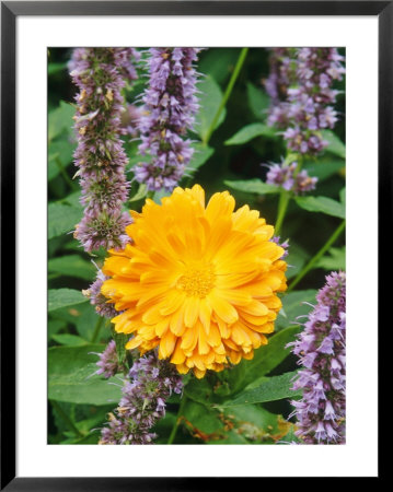 Calendula Gem Growing With Agastache by Mark Bolton Pricing Limited Edition Print image