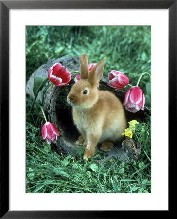 Rabbit Sitting Near Flowers by Richard Stacks Pricing Limited Edition Print image