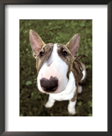 Close-Up Of Bull Terrier by Henryk T. Kaiser Pricing Limited Edition Print image