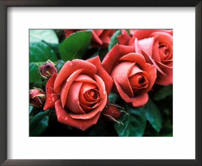 Rosa Meicobuis (Rosa Terracotta) by Michele Lamontagne Pricing Limited Edition Print image