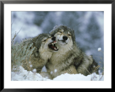 Grey Wolf, 2 Mouthing In Winter, Montana by Alan And Sandy Carey Pricing Limited Edition Print image