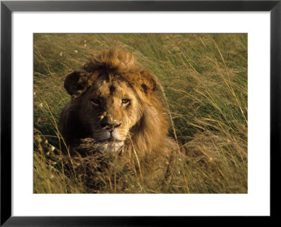 Lion In Long Grass, Masai Mara National Park, Kenya by Michele Burgess Pricing Limited Edition Print image