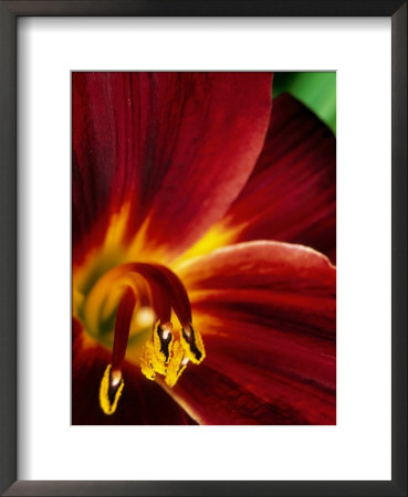 Hemerocallis Root Beer (Daylily) by Mark Bolton Pricing Limited Edition Print image