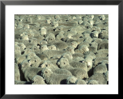 Herd Of Sheep by Mitch Diamond Pricing Limited Edition Print image