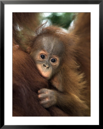 Baby Sumatran Orangutan, Indonesia by Robert Franz Pricing Limited Edition Print image
