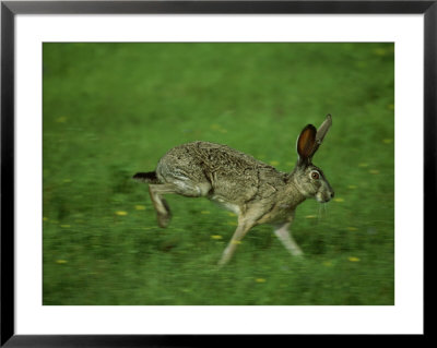 Black-Tailed Jackrabbit Running, Texas by Alan And Sandy Carey Pricing Limited Edition Print image