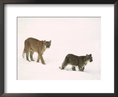 Mountain Lion, With Cub In Snow, Usa by Mary Plage Pricing Limited Edition Print image