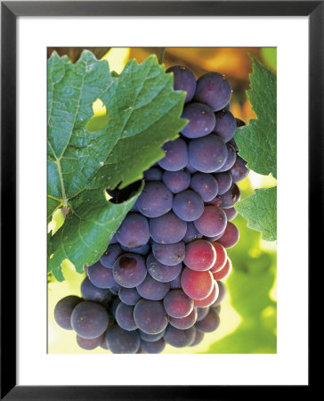 Close-Up Of Grapes In Vineyard by Donald Higgs Pricing Limited Edition Print image