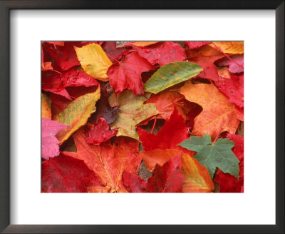 Fall Leaves by Robert Houser Pricing Limited Edition Print image