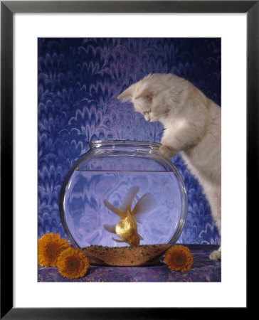 Kitten Trying To Get Fish Out Of Fish Bowl by Richard Stacks Pricing Limited Edition Print image