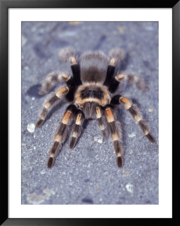 Tarantula, Michoacan State, Mexico by Rick Strange Pricing Limited Edition Print image