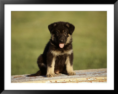 German Shepherd Puppy by Frank Siteman Pricing Limited Edition Print image