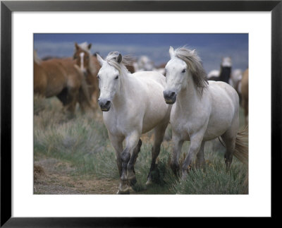 Horses From Sombrero Herd Walking In Grass by Bob Trehearne Pricing Limited Edition Print image