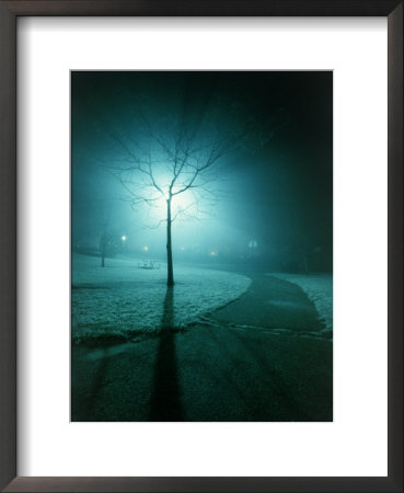 Backlit Tree In Park At Night by William Swartz Pricing Limited Edition Print image
