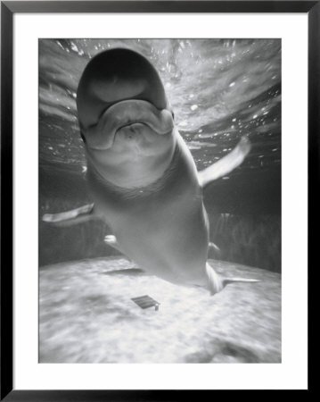 Beluga Whale Swimming In Water by Henry Horenstein Pricing Limited Edition Print image