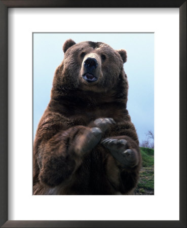 Grizzly Bear Standing Up by Mark Newman Pricing Limited Edition Print image