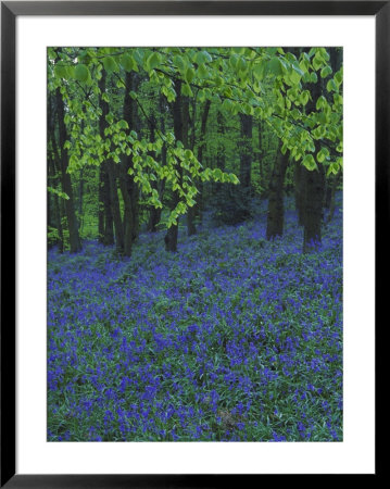 Bluebells, En Masse In Beech Woodland, Uk by Mark Hamblin Pricing Limited Edition Print image