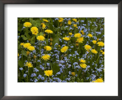 Dandelions, And Wood Forget-Me-Not, Spring Flowers by Bob Gibbons Pricing Limited Edition Print image