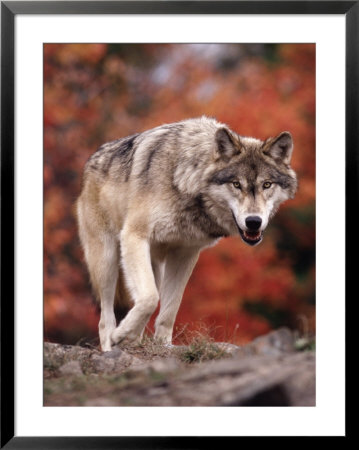 Timber Wolf by Don Grall Pricing Limited Edition Print image