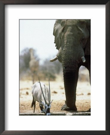Gemsbok, Drinking With Elephant, Namibia by Patricio Robles Gil Pricing Limited Edition Print image