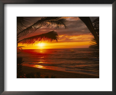 Sunset On The Ocean With Palm Trees, Oahu, Hi by Bill Romerhaus Pricing Limited Edition Print image