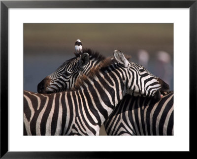 Burchell's Zebras, Equus Burchelli, Tanzania by Robert Franz Pricing Limited Edition Print image