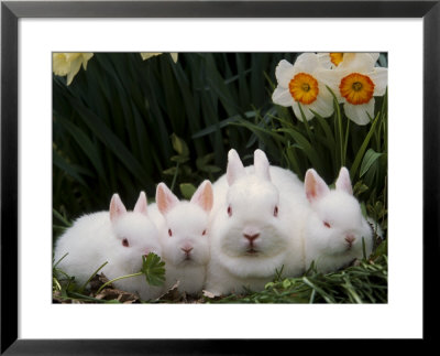 Netherland Dwarf Rabbits by Lynn M. Stone Pricing Limited Edition Print image