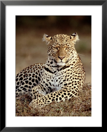 Leopard, East Africa by Elizabeth Delaney Pricing Limited Edition Print image