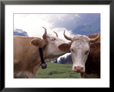 Simmental Cows, Switzerland by Lynn M. Stone Pricing Limited Edition Print image