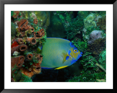 Queen Angel Fish, Florida Keys, Fl by Larry Lipsky Pricing Limited Edition Print image