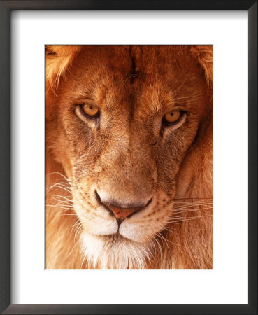 Close-Up Of Lion's Face by Tim Lynch Pricing Limited Edition Print image