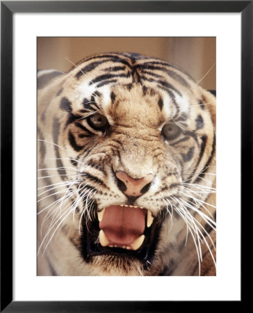 Tiger Growling by Richard Stacks Pricing Limited Edition Print image