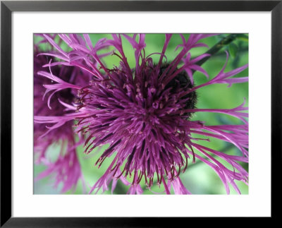 Centaurea Scabiosa by Chris Burrows Pricing Limited Edition Print image