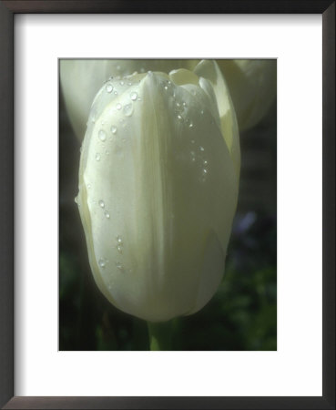 Tulipa Diana, With Water Droplets, Flowering In (Single Early Flowering Variety) by Chris Burrows Pricing Limited Edition Print image