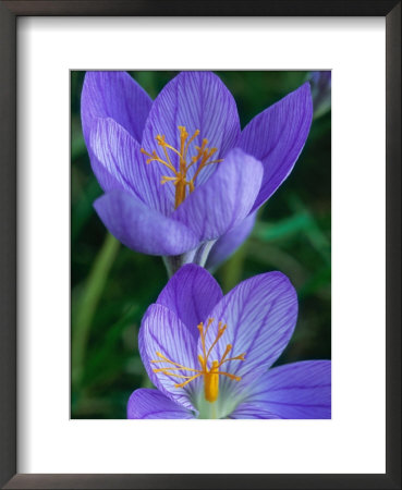Crocus Speciosus, Cormous Perennial by Mark Bolton Pricing Limited Edition Print image