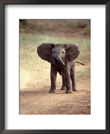 African Elephant Baby (Loxodonta Africana) by Elizabeth Delaney Pricing Limited Edition Print image