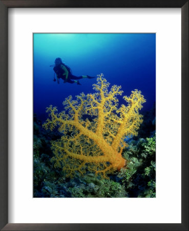 Great Barrier Reef Scene, Australia by David B. Fleetham Pricing Limited Edition Print image